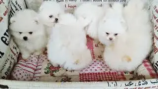 Померанский шпиц мальчики и девочки мини ждут своих мам и пап ❤️