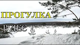Прогулка по лесу. 12км за 12 минут. Зимняя прогулка.
