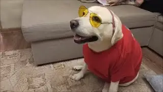 Модный приговор от Максима