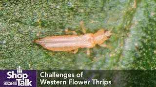 Tips on Managing Western Flower Thrips in Greenhouses