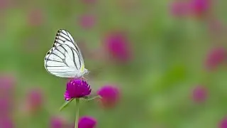 Wings of Deception: The Striped Albatross Butterfly's Secret Life Revealed