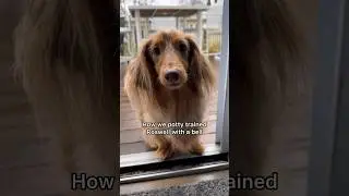 Potty training your puppy is easier with a bell! #dachshund #puppy #puppytraining #dogtraining #dog