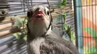 Baby Blue Jays #birds #animals