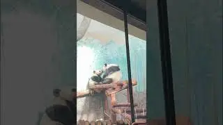 Целующиеся панды из Московского зоопарка 🐼💋🐼