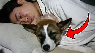 6 Adorable and Surprising Reasons Your Dog Sleeps With You Every Night