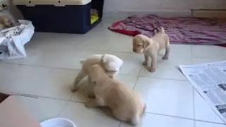 Pretty puppies - Cucciolata Labrador