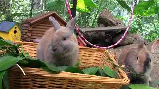 Hay!