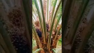PENUH BUAH