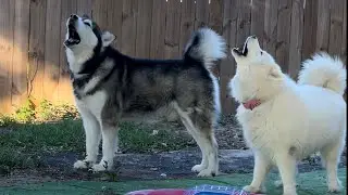 New Sisters For Husky Dogs Make Them Howl In Excitement