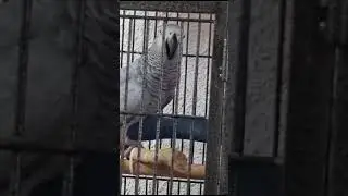 Гоняет маму т.к.нет что кушать...