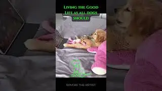 Dog Living the Good Life as All Dogs Should #dog #dogvideo #doglover #doglovers #doglove  #puppy