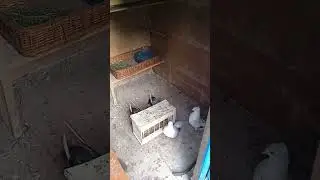 КУРСКИЕ ТУРМАНЫ И ПАРА ЦЕМЕНТАЛЬНО КРЫЛЫХ ВЫСОКОЛЕТНЫХ ГОЛУБЕЙ.
