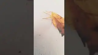 yeah moth