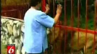 Kisses and Hugs From A Lion