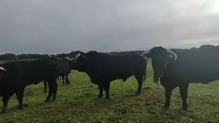 Transhumancia,cientos de kilómetros buscando los mejores pastos para su ganado!!