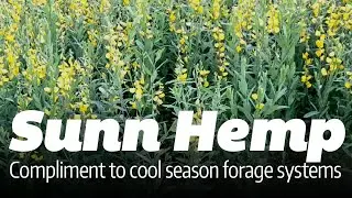 Sunn Hemp
