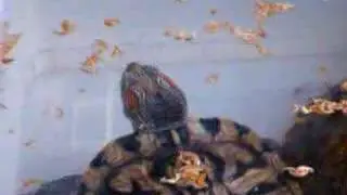 Tartarugas