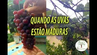 WHEN THE GRAPES ARE RIPE