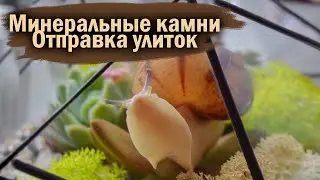 ОТПРАВКА И УБОРКА У УЛИТОК | ДЕЛАЕМ МИНЕРАЛЬНЫЕ КАМНИ