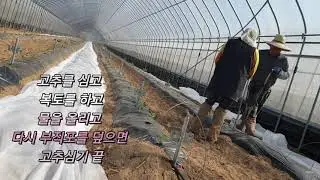 부직포를 이용한 하우스고추 정식하기