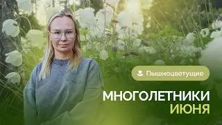 Пышноцветущие многолетники июня