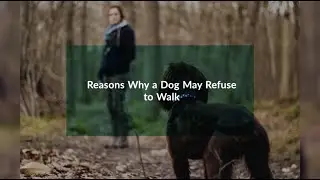 Possible Reasons Why a Dog Suddenly Refuses to Walk