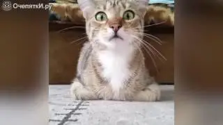 Кот смотрит ужастики