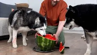 My Husky And Cat Go Crazy For Watermelon! Funny Dog Video