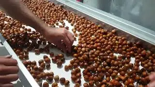 lavage et tri de la noisette , hazelnut washing line