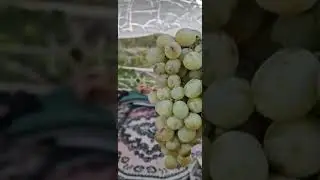 ангури ЧАВЗИ РОХАТИ.