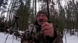 Ловля певчих птиц Один поясик и куча чечёток