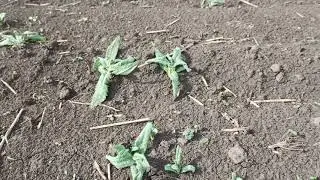 асот после лонтрела .2 часть