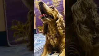 #Scooby cute poses 💖 #kalki #ytshorts