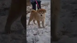 акита ину щенки 3 месяца