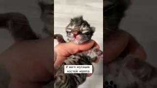 Котенок мутант