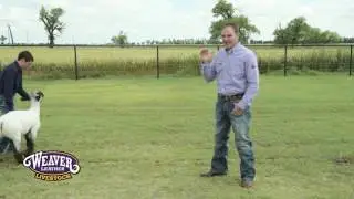 Training Sheep to Walk in the Show Ring