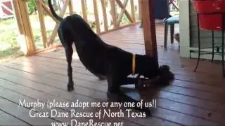 Great Dane Rescue of North Texas - Murphy loves to play!