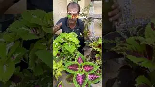 خطوات بسيطة تجعل نبات السجاد شكله خرافي 👌أوراق كبيرة والوان جذابة ( العناية والاكثار ) 🍁☘️🪴