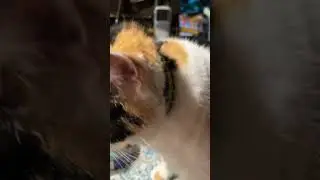 STEWIE STILL A LITTLE UPSET!!! 😺