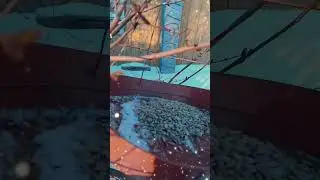 Кошларны ашатабыз