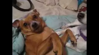 Why Do Dogs Lick Ears?