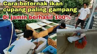 CARA BETERNAK IKAN CUPANG PALING GAMPANG DIJAMIN BERHASIL 100%