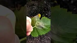 Милдью Народное средство. Первая обработка