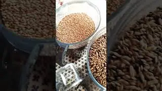 Узбекские Голуби Юры из Германии