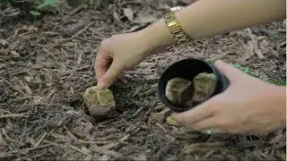 Bury Tea bags in your garden And This Will Happen