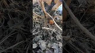 Сгрызли кору Яблони