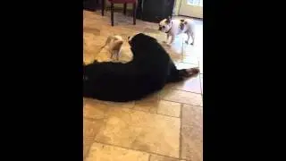 Big dog little pig