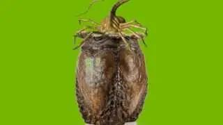 Green Screen effect: alien egg