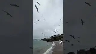 Plenty of SEAGULLS: on a Devon Beach ! 