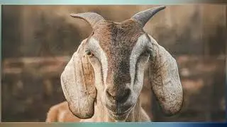 Judas Goat